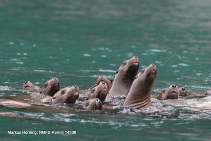 Group of young Steller sea lions floating on water surface