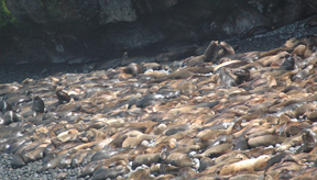 Many sea lions