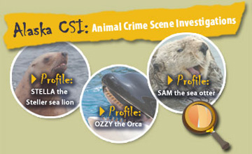 CSI Profiles